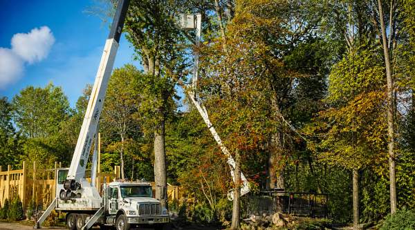 Real Maryland Tree Projects Show Arundel Tree Service at Work