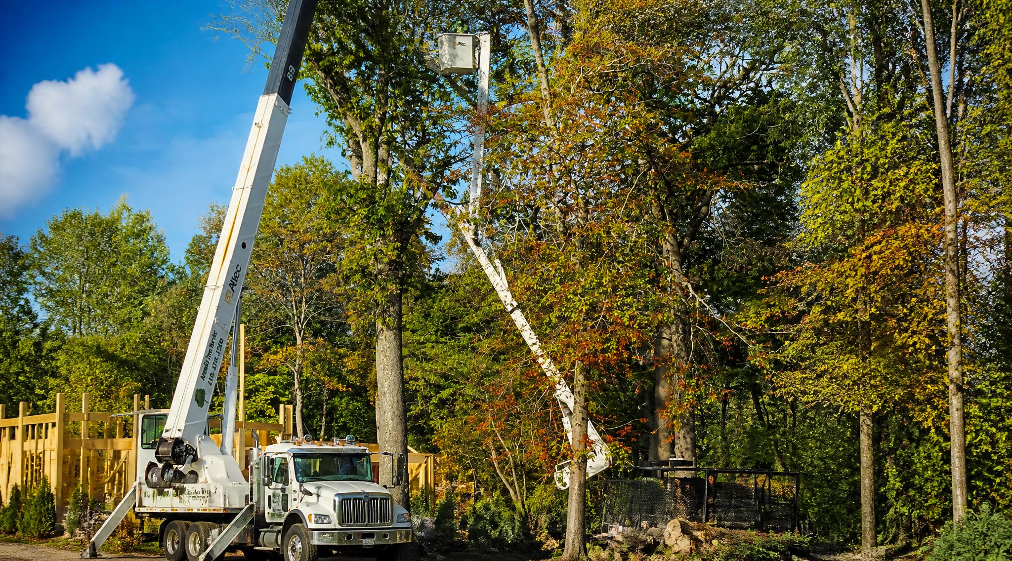 Real Maryland Tree Projects Show Arundel Tree Service at Work